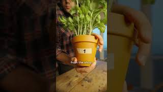 Can You Really Trust Store-Bought Basil?