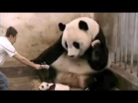 Sneezing Panda