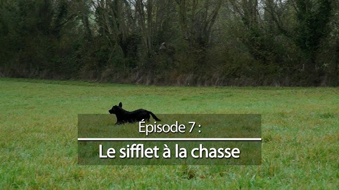 Voici comment utiliser efficacement les sifflets pour chiens avec ton chien