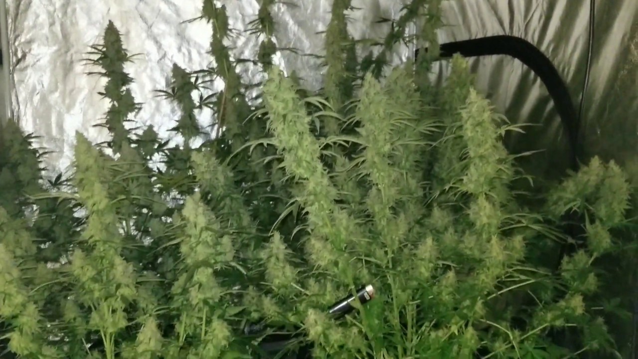 Brooklyn Sunrise Autoflower by Dutch Passion  week: 11/12