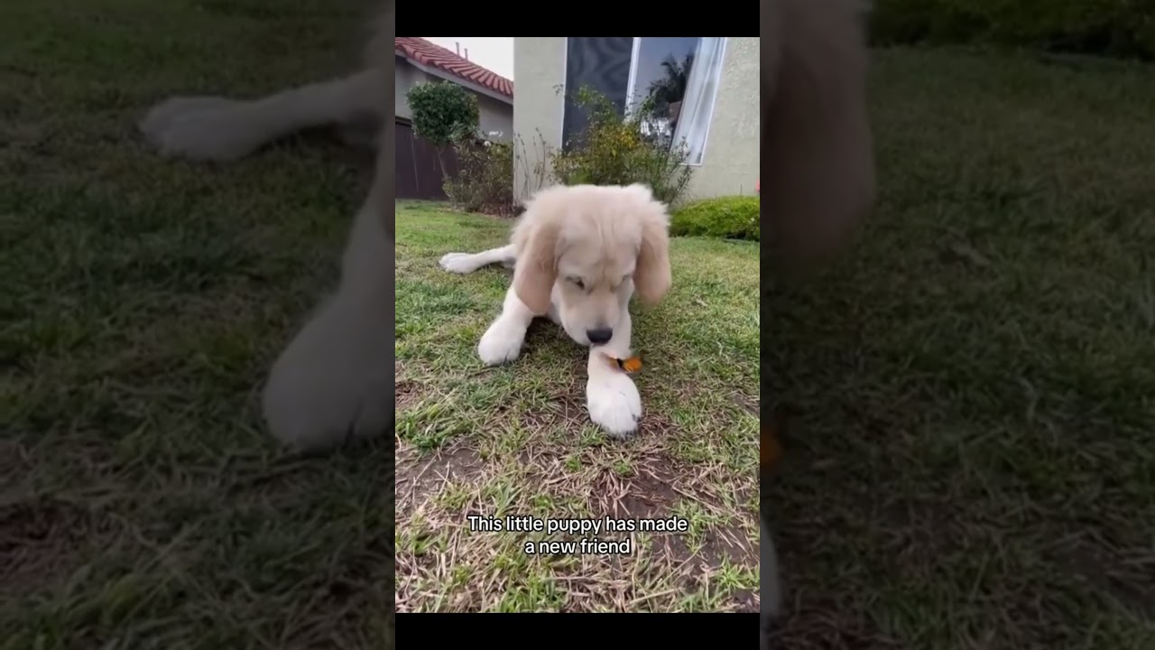 This puppy's curiosity is too cute! 🐶🦋 