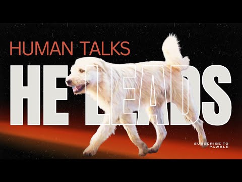 هذا الكلب يقود بشكل أفضل من معظم البشر دروس الملك تشارلز