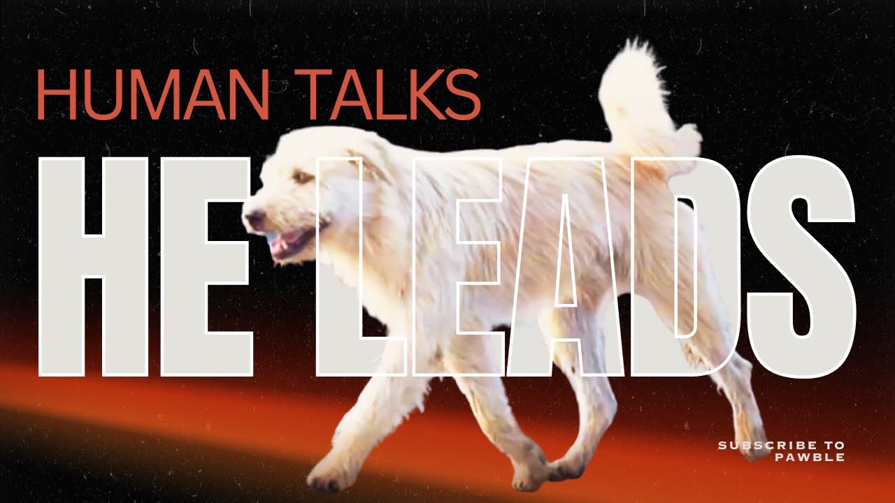 Эта собака лидерствует лучше большинства людей — Уроки короля Карла