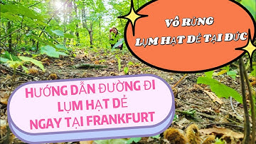 NHẶT HẠT DẺ Ở ĐỨC - HƯỚNG DẪN Đường Đi Đến Rừng Hạt Dẻ Vùng Frankfurt Am Main - Tha Hồ Lụm Đầy Túi