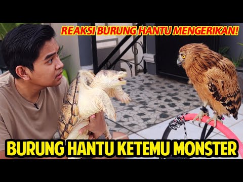 Video: Kronotipe Manusia - Burung Hantu Dan Burung Hantu