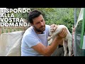 Che fine faranno gli AGNELLINI?