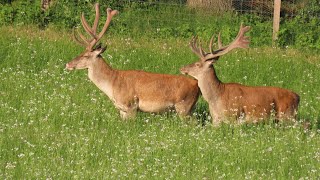 Edelherten in avondzon in bloemrijke weide