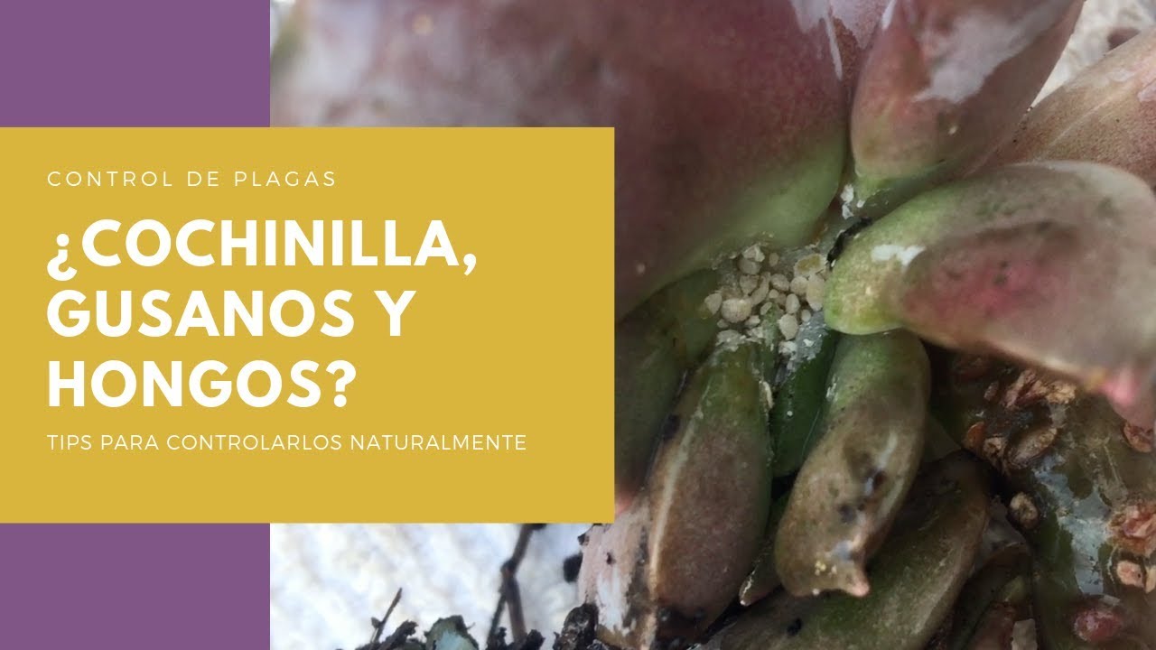 👩🏼‍🌾 Control de plagas en tus suculentas organicamente