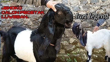 Kambing PE ,Musim lues-lues!! harga ekonomisan dimujifarm Wonosobo 