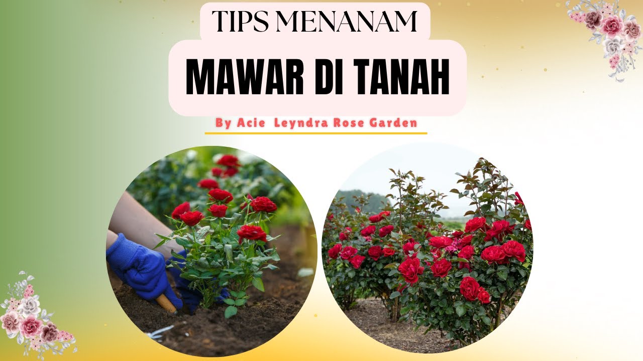 Menanam Mawar Di Tanah // Tips Sukses Menanam Mawar Di Tanah
