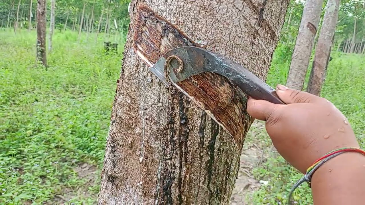 พามาดูแม่บ้านกรีดยางตอนเช้าครับผม