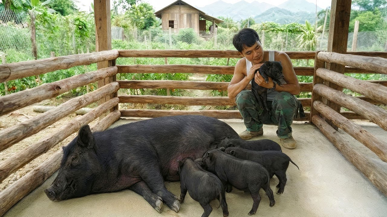 Preparing for Pig Birth & Welcoming Piglets | Fresh Vegetable Harvest Goes to the Market