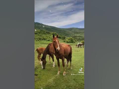 жади - YouTube