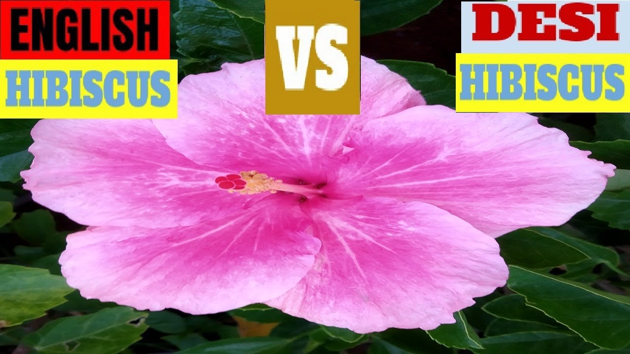 English Hibiscus Vs Desi Hibiscus Care And Tips Lord Ganesha Flower ग लहड पर फ ल Care Youtube