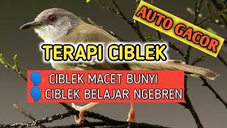 TERAPI CIBLEK MACET BUNYI AMPUH AUTO LANGSUNG NYAUT