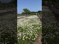 너무 예쁜 제주도💕❤️ #날씨요정 #다육 #flowers #plants #succulents #다육이 #다육이키우기 #多肉植物 #다육식물 #판매 #shorts #이찬원