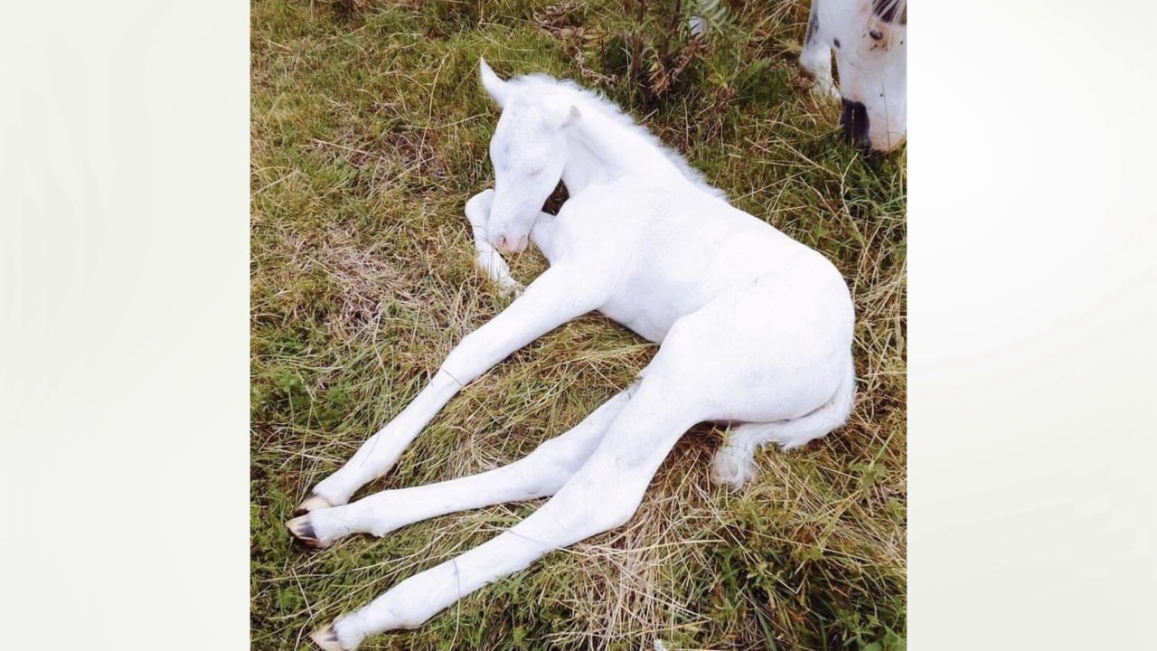 Doon Kanda - Softies Mix