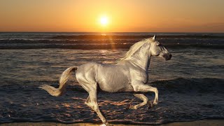 خيول تركض على شاطئ البحر🏇🏻