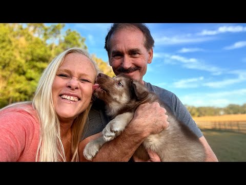 Zeus Is Home | WaterWolf Ranch Family Grows