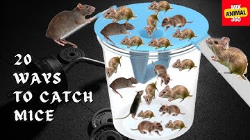 Mouse trap, best rat trap