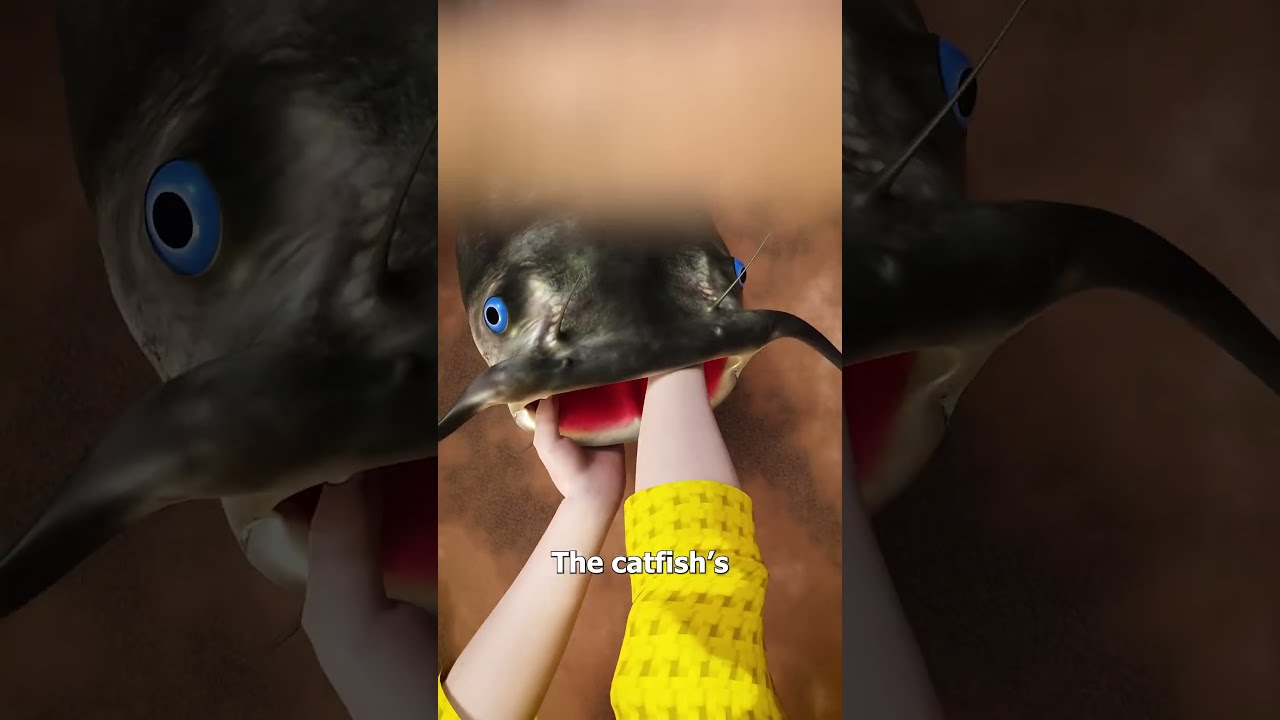 How To Noodle A Catfish 