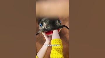 Thumbnail of How To Noodle A Catfish 😮