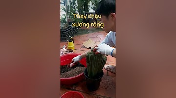 Cách thay chậu xương rồng