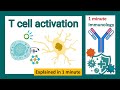 T cell activation explained in 1 minute | immunology in 1 minute