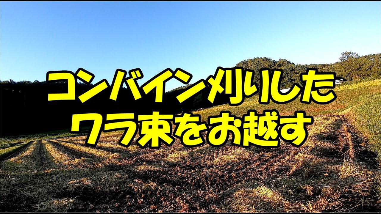 210921 コンバインで束ねた稲を起こす