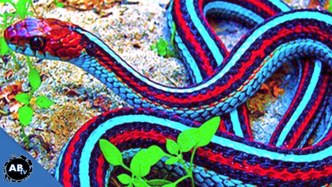 World S Most Colorful Snakes Ep 426 Snakebytestv Youtube Coloring Wallpapers Download Free Images Wallpaper [coloring654.blogspot.com]