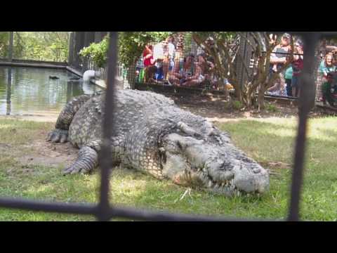 Utan - Alligator Adventure N.Myrtle Beach SC, 2011