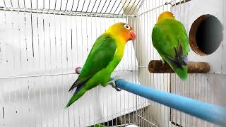 Fisher Lovebird Talking & Singing  Like Yellow Budgies (Australian) Sounds #birds #parrot #budgies