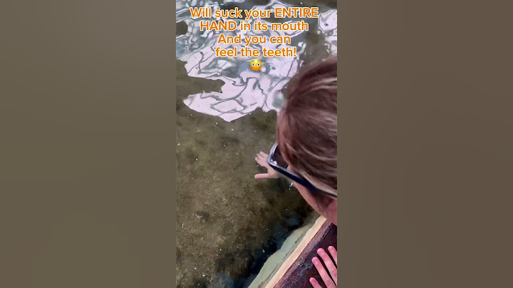 When feeding Stingrays at Sea World beware of the feisty ones! ￼