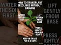 Transplant Seedlings Without Damage 🌱🪴 #PlantCare #TransplantTips #ashucreations414 #Shorts