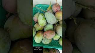 കൂട്ടുകാരെ ഓടി വാ മാങ്ങ തരാം Mango Harvest 2026