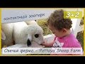 Что посетить с детьми в Таиланде? Овечья ферма - Pattaya Sheep Farm