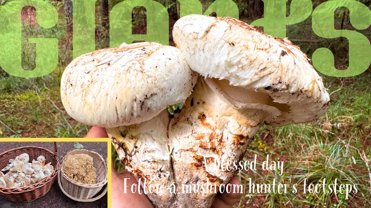 Ep21 - A blessed day. Follow a Matsutake Pine mushroom hunter’s footsteps
