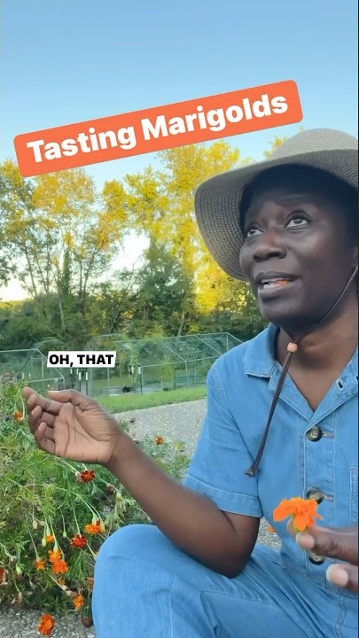 Download lagu #marigoldflower #flowers #tasting #marigold #foodie #plants #organicgarden #homestead #harvest #tea