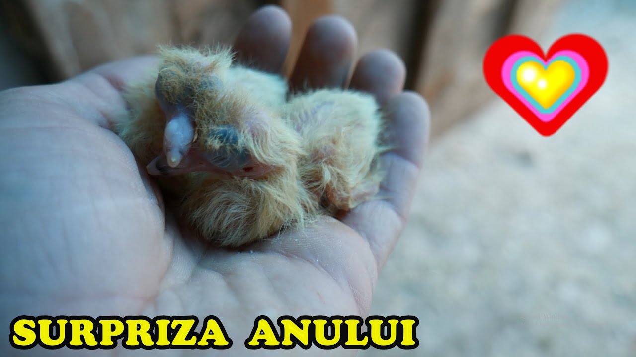 MI-AU FĂCUT SURPRIZA ANULUI ! 💓 UPDATE la porumbei