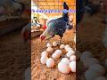 মুরগিকে দ্রুত ডিমে আনার কৌশল। #মুরগিপালন #chicken #jahiragrofarming #agriculture #animals #youtube