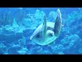 Exploring Echoes - KLCC Aquarium Turtle Adventure 🐢🌊 | Mesmerizing Underwater Wonders