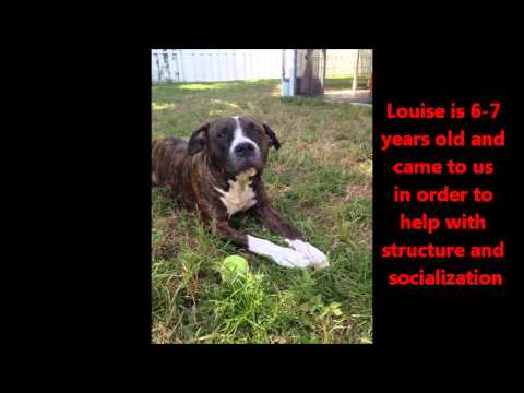 little paws of love rescue