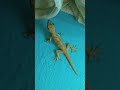 Ref:PVJuusXFP4E Izard #shorts #lizard #viralvideo #chipkali #lizard video