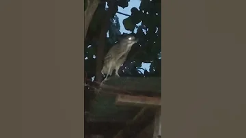 Beautiful Bird Heron With A Calling Sound Shorts Short 