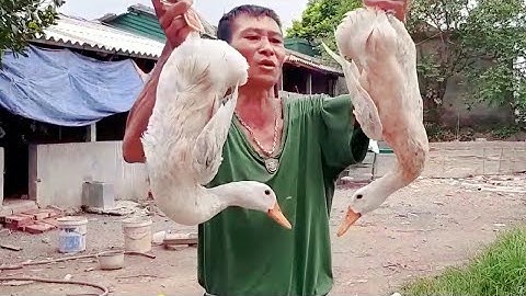 Cao Thủ Hãm Tiết Canh Vịt Bằng Chanh Đỏ Tươi.Biển Nguyễn ngọc ngọc.
