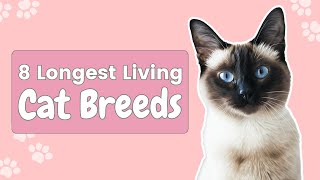 8 Longest Living Cat Breeds