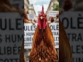 Révolte des poules
