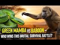 Green Mamba vs Baboon – Who Wins This Brutal Survival Battle? 🐍🦍#WildlifeWar  #PredatorVsPrey