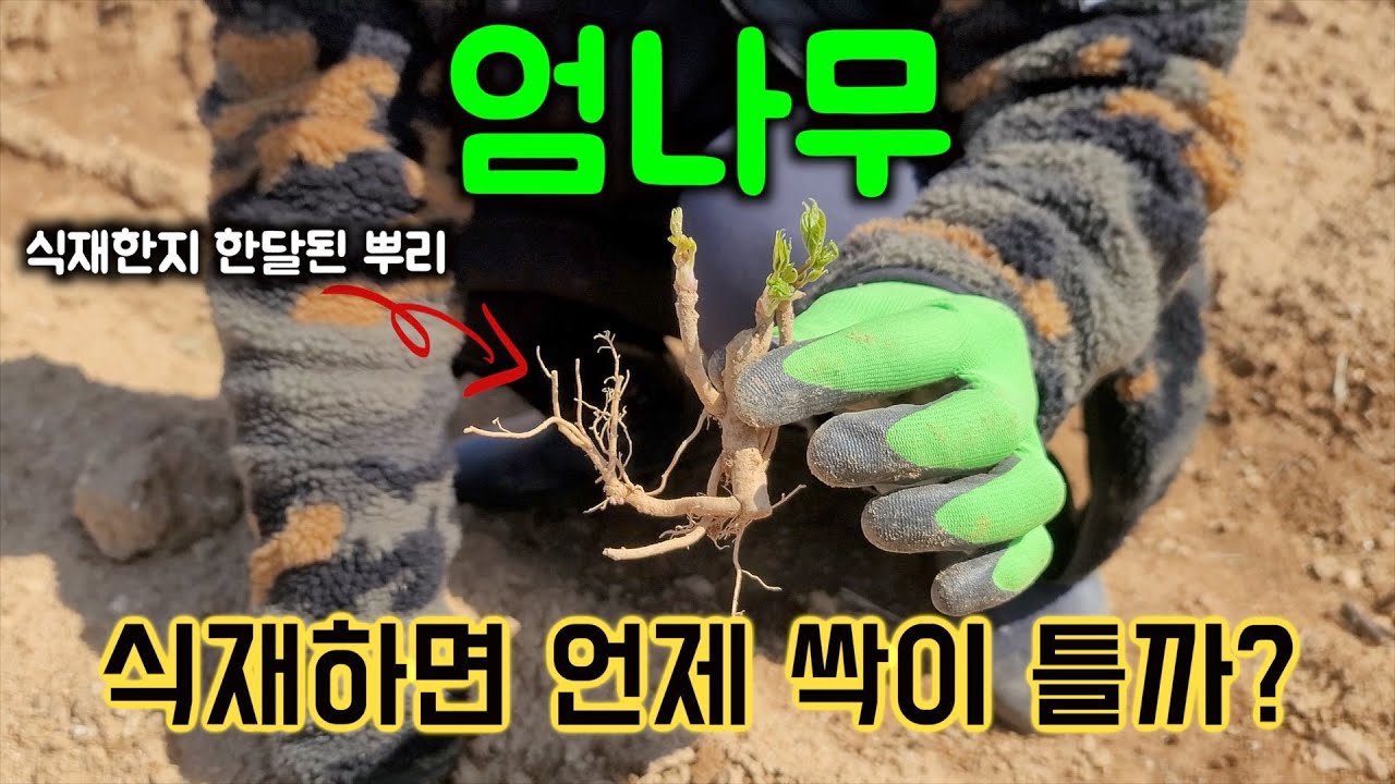 엄나무종근 식재 후 언제 싹이 틀까요?