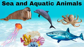 Learn Sea and Aquatic Animals Name for Kids | Water Animals Name for Kids in English